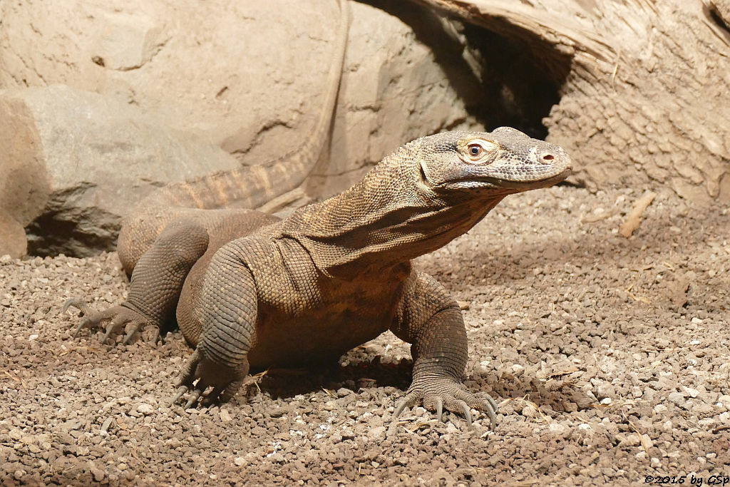 Komodowaran