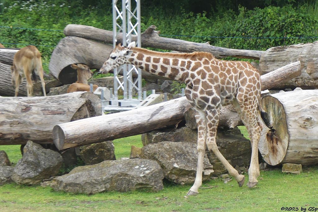 Rothschildgiraffe (Uganda-Giraffe, Baringo-Giraffe), geb. am 6.2.23, Weißnacken-Moorantilope (Mrs. Grays Wasserbock)