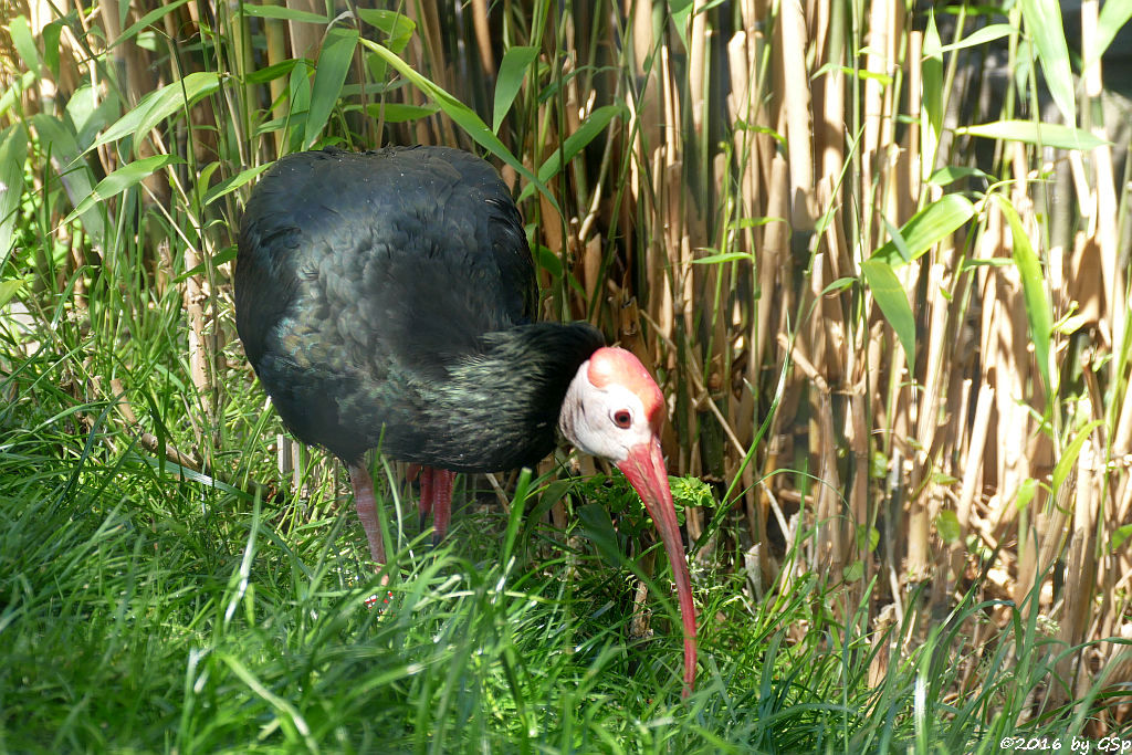 Glatzenkopfibis (Kahlkopfrapp, Glattnackenrapp, Glattnackenibis)