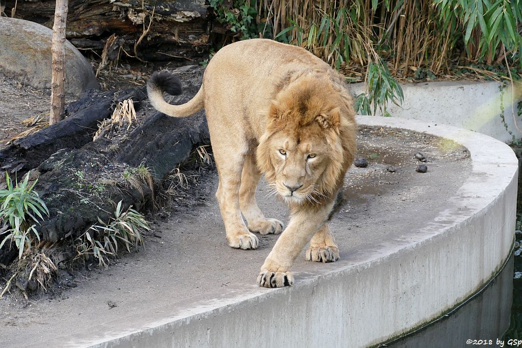 Asiatischer Löwe