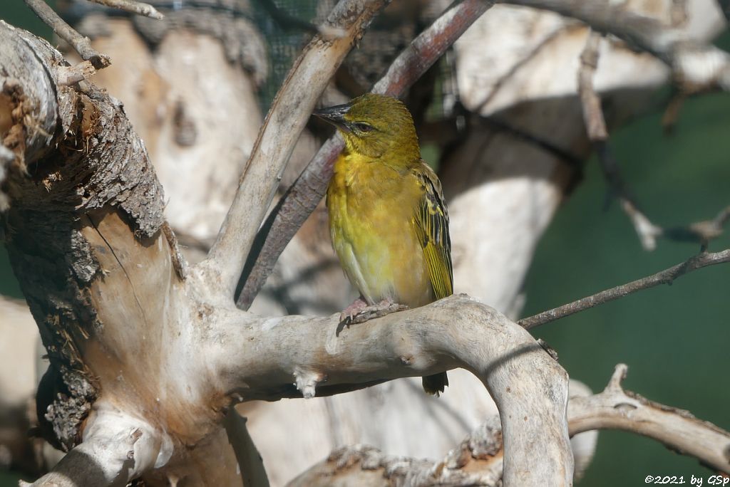 Westlicher Dorfweber (Westlicher Textorweber)