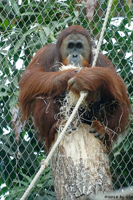 Sumatra-Orang-Utan KEMBALI