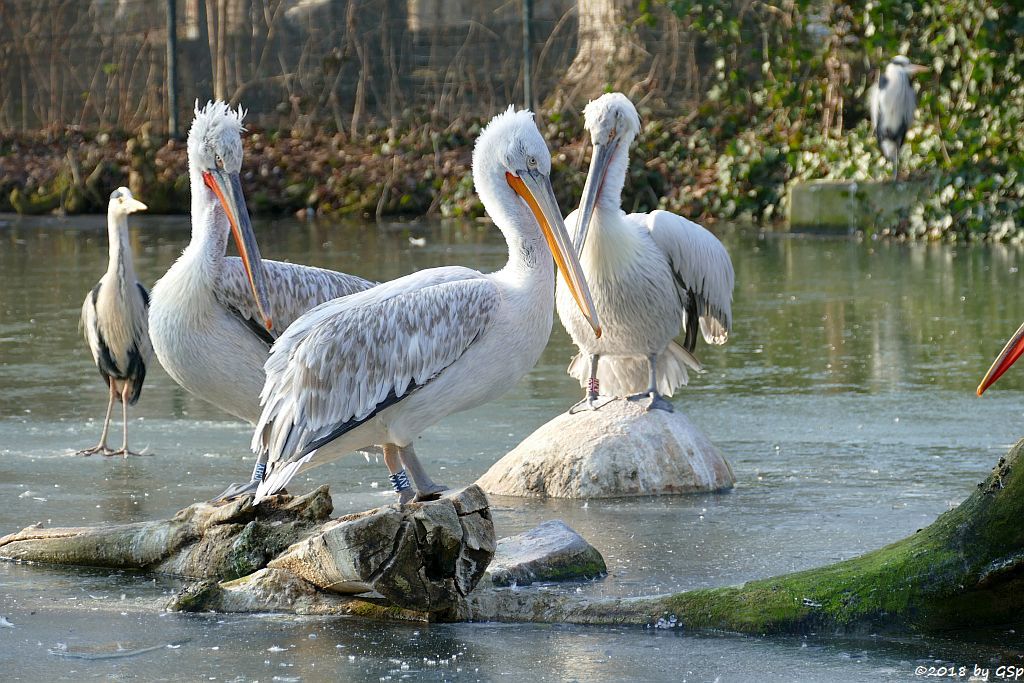 Graureiher (Fischreiher), Krauskopfpelikan