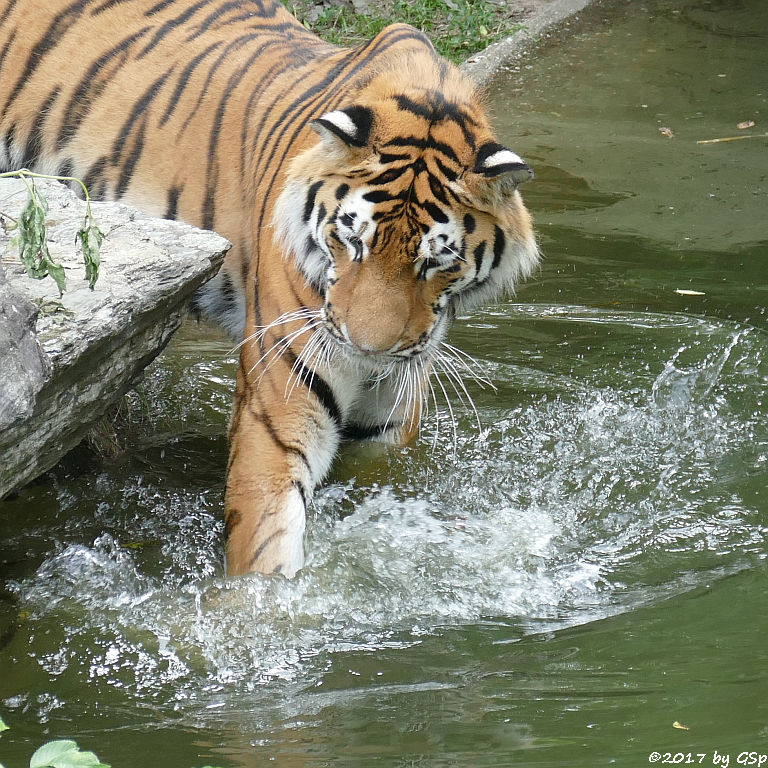 Amurtiger (Sibirischer Tiger, Mandschu-Tiger) SERGAN