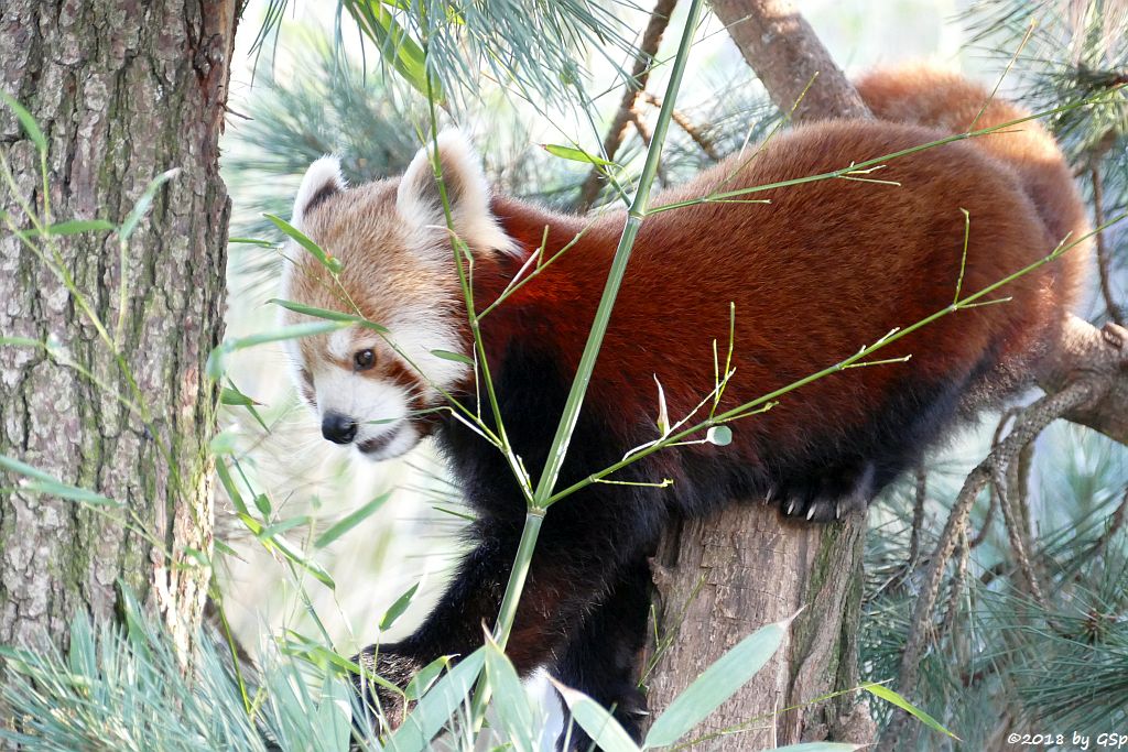 Westlicher Kleiner Panda (Westlicher Katzenbär, Nepalesischer Roter Panda)