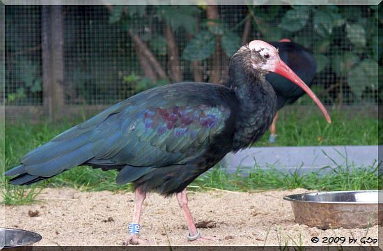 Glattnackenibis (Kahlkopfibis-Kahlkopfrapp)