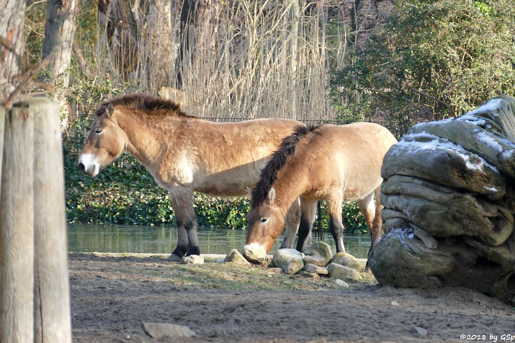 Przewalskipferd (Przewalski-Urwildpferd, Asiatisches Wildpferd)