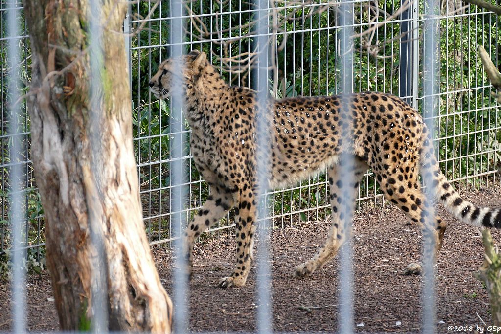 Südafrikanischer Gepard