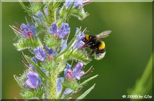 Dunke Erdhummel 