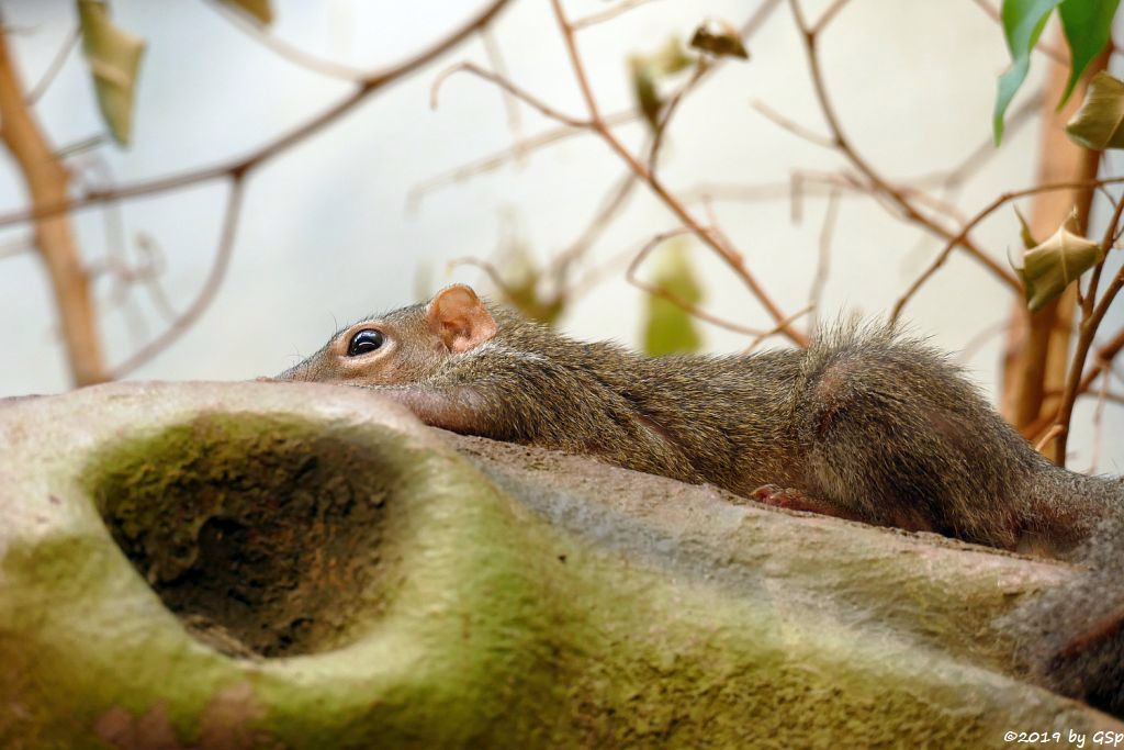 Nördliches Spitzhörnchen (Belanger-Tupaja)