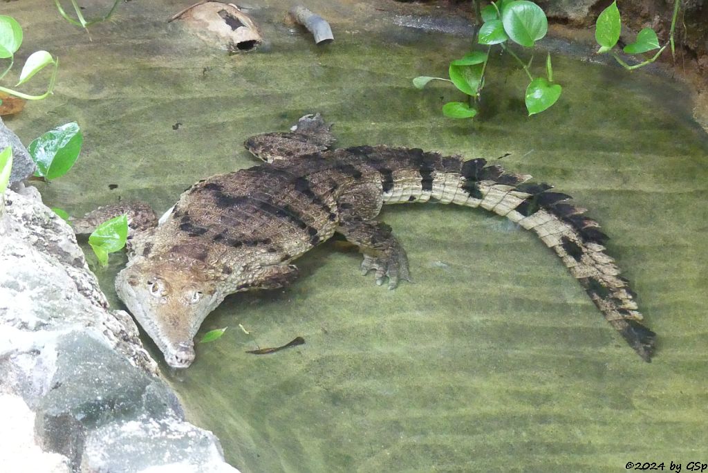 Australisches Süßwasserkrokodil (Australien-Krokodil, Johnstonkrokodil)