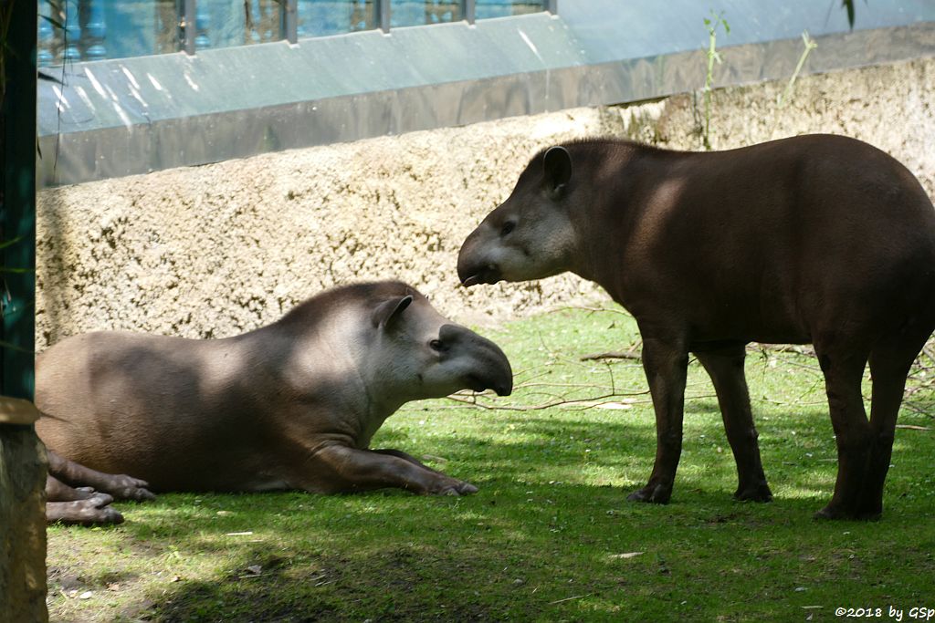 Flachlandtapir