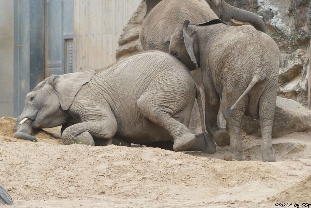 Elefanten Zoo Halle: TAMIKA, ELANI, TANA
