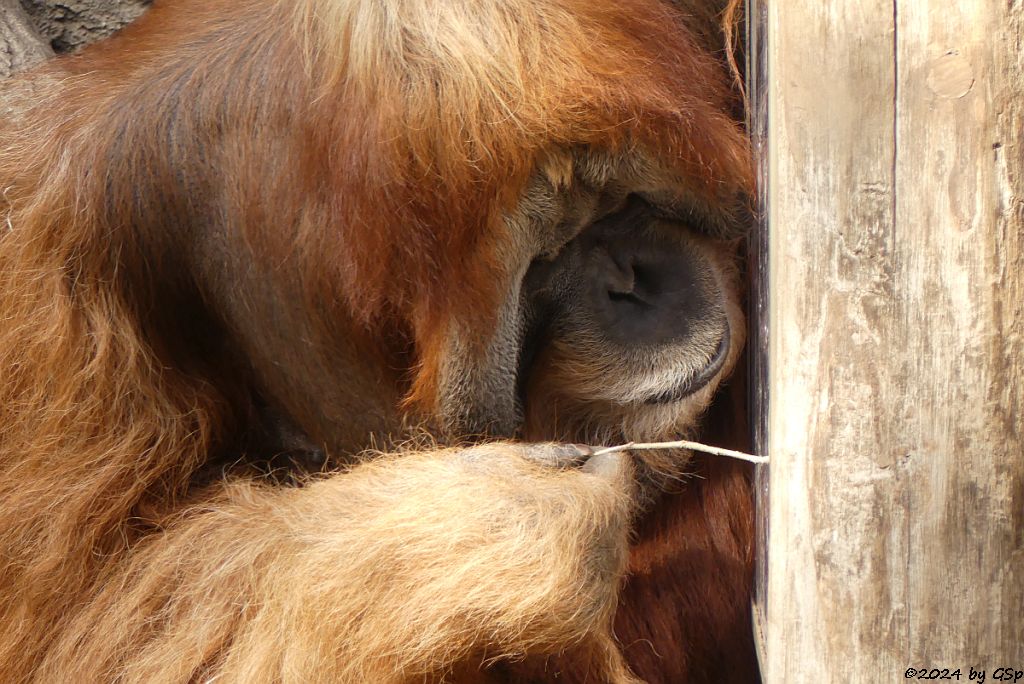 Sumatra-Orang-Utan