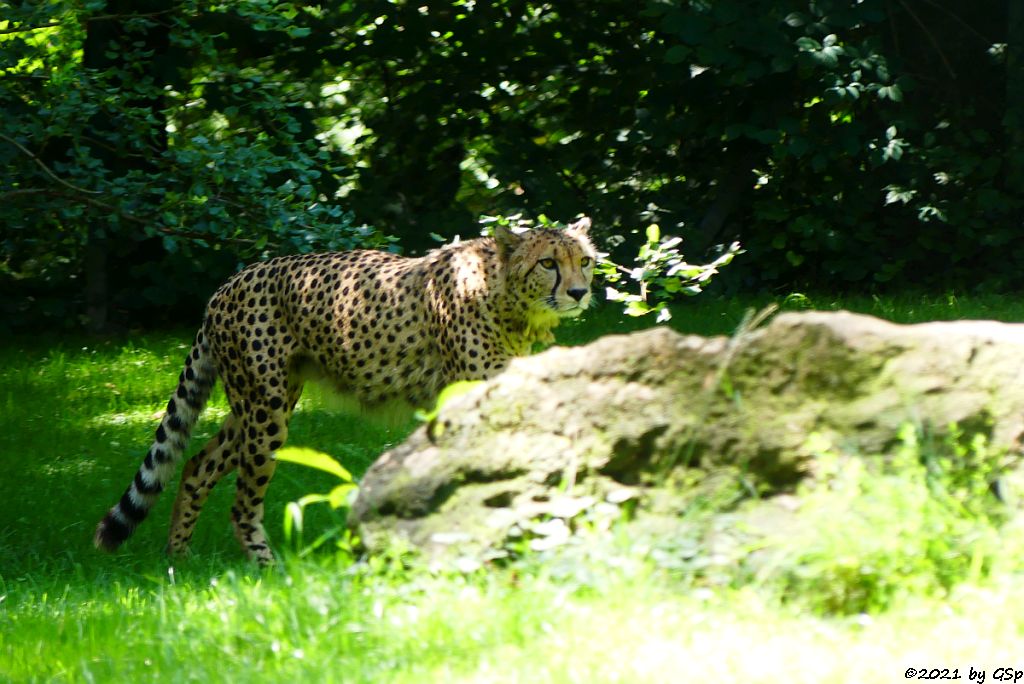 Südafrikanischer Gepard