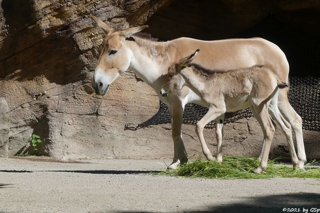 Onager (Persischer Halbesel), Jungtier geb. am 8.6.21