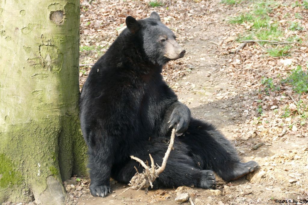 Baribal (Amerikanischer Schwarzbär)