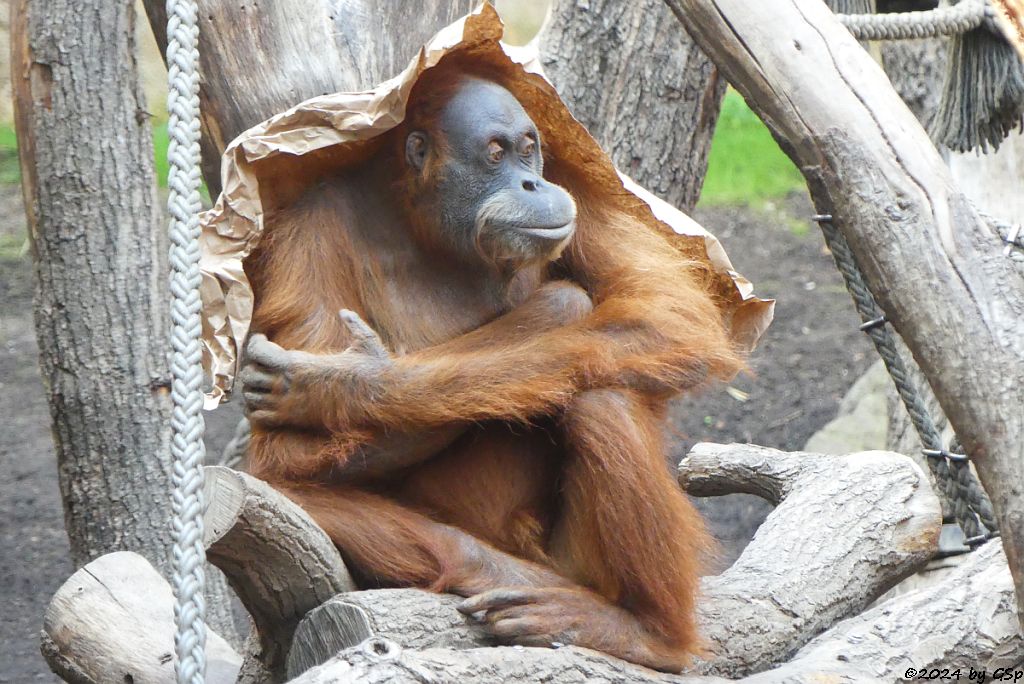Sumatra-Orang-Utan