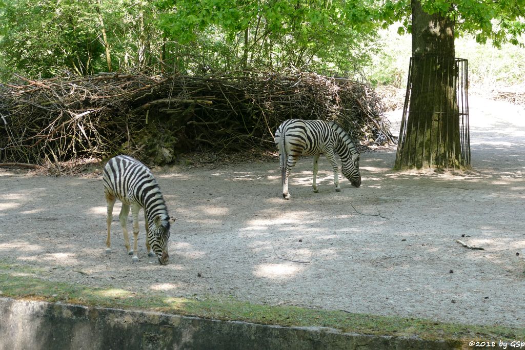 Burchell-Steppenzebra (Damara-Steppenzebra)