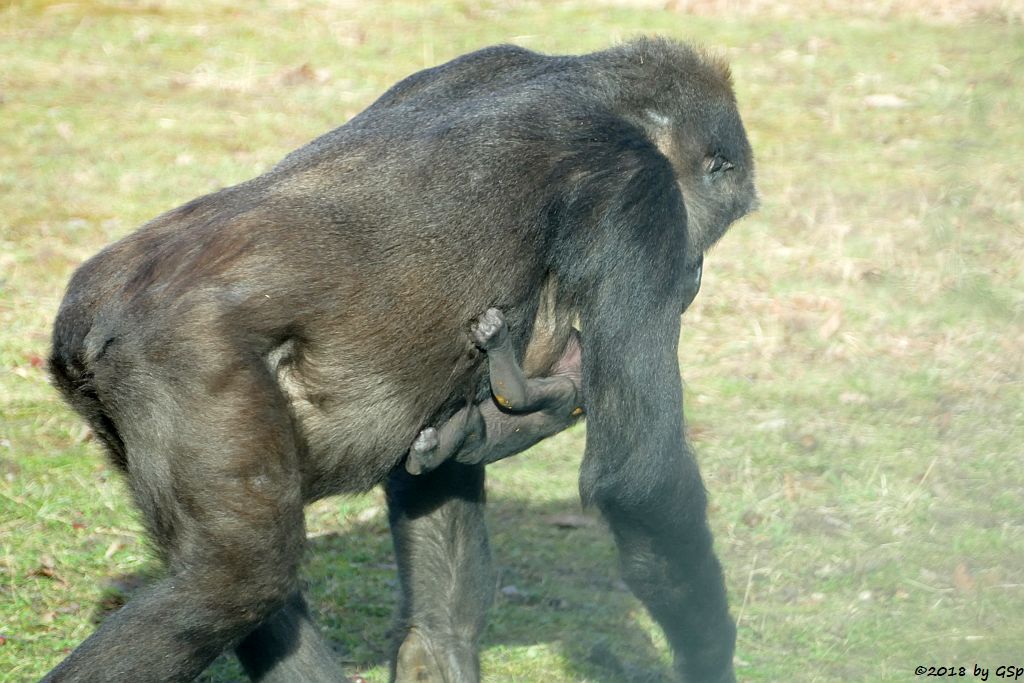 Flachlandgorilla TUANA mit Jungtier, geb. 11.1.18 (2 Wochen alt)