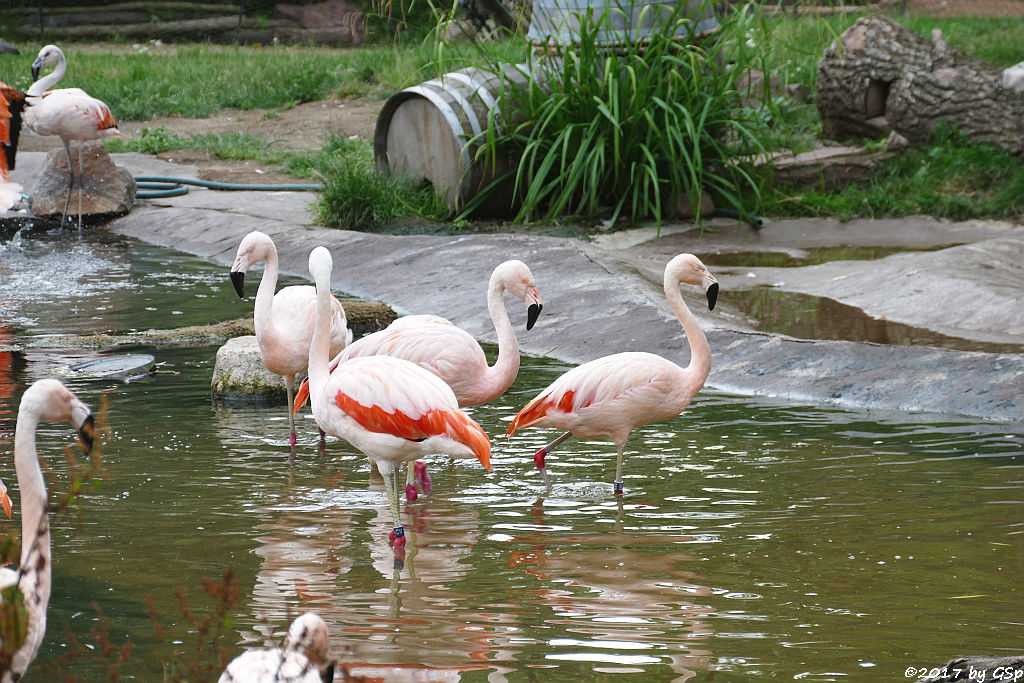 Chileflamingo (Chilenischer Flamingo)
