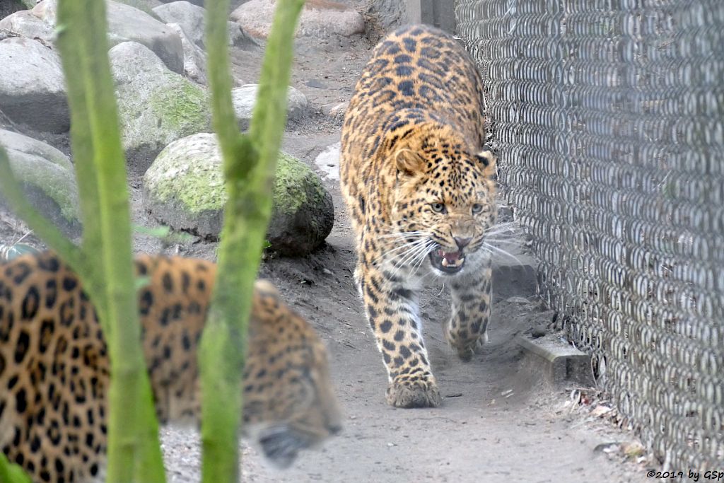 Chinaleopard (Nordchinesischer Leopard)