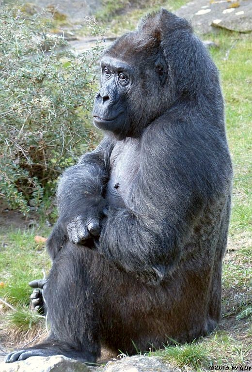 Flachlandgorilla FATOU