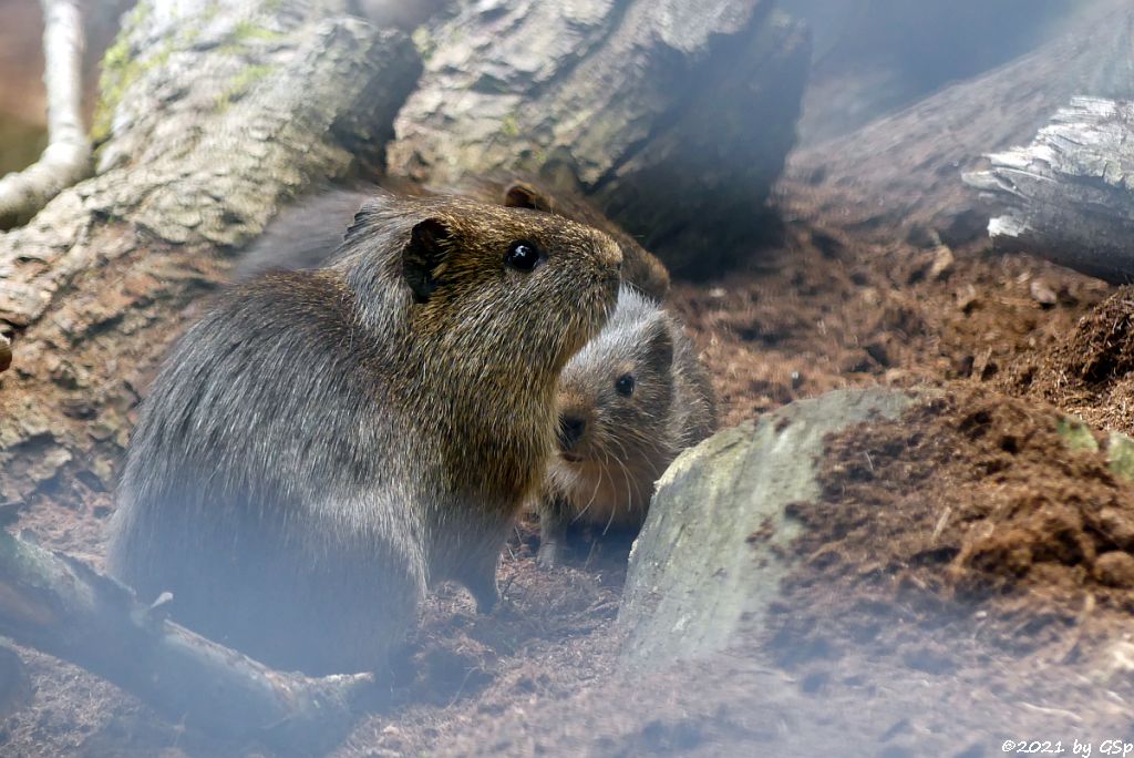 Sumpfmeerschweinchen (Riesenmeerschweinchen, Großes Wildmeerschweinchen)