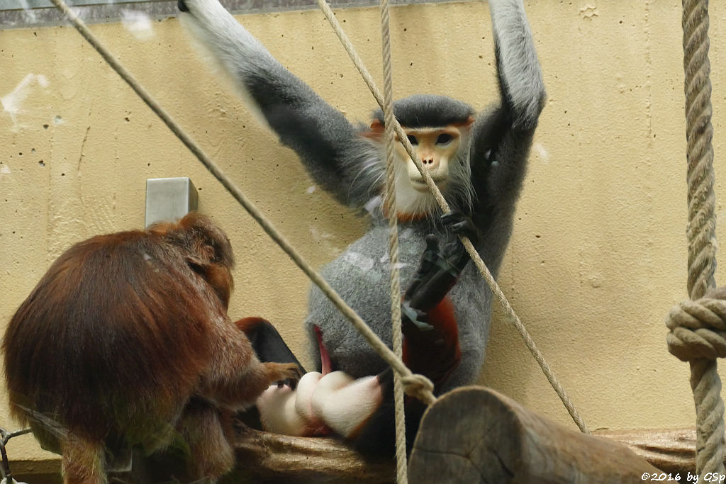 Schwarzer Haubenlangur (Javanischer Kappenlangur, Budeng), Rotschenkel-Kleideraffe