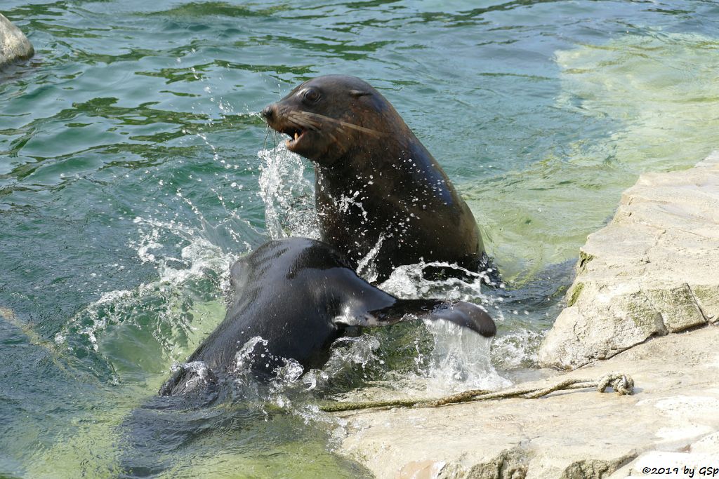 Südafrikanischer Seebär (Zwergseebär, Kap-Seebär)