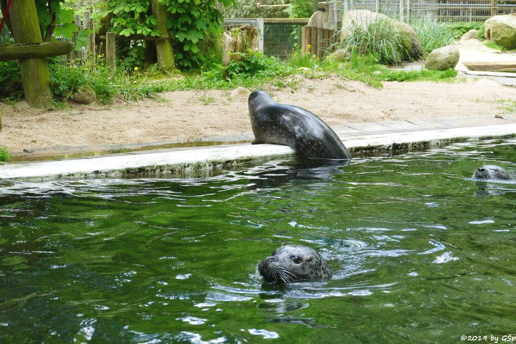 Ostatlantischer Seehund (Europäischer Seehund)