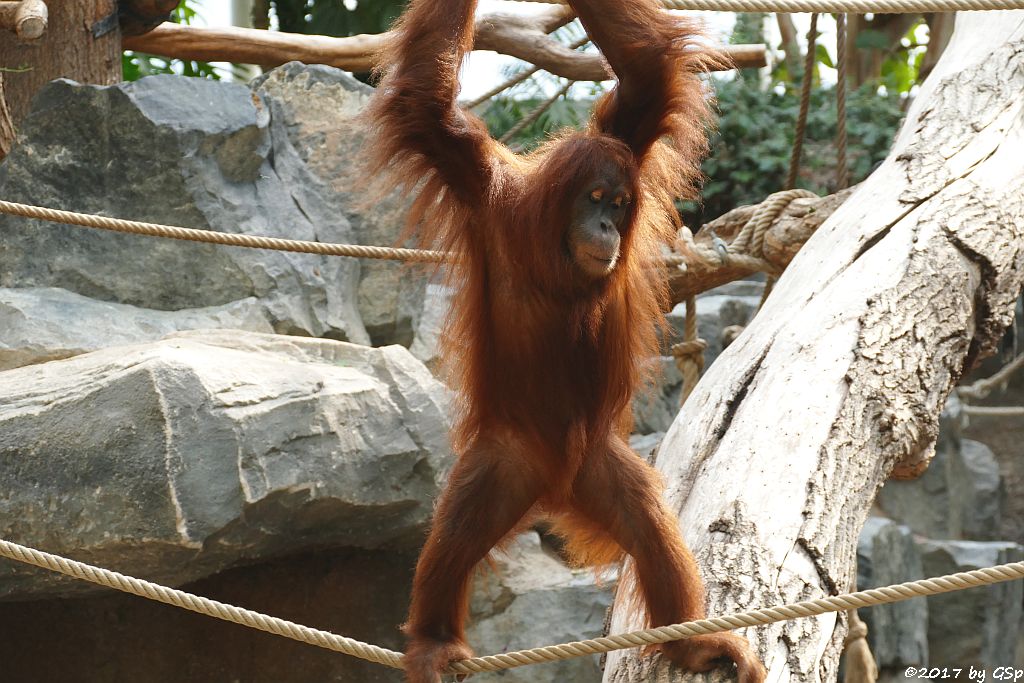 Sumatra-Orang-Utan