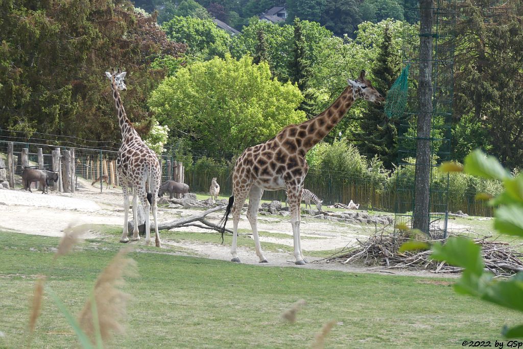 Rothschildgiraffe (Uganda-Giraffe, Baringo-Giraffe), Südliches Streifengnu (Blaues Gnu), Böhm-Steppenzebra (Grant-Zebra), Südliches Streifengnu (Blaues Gnu)