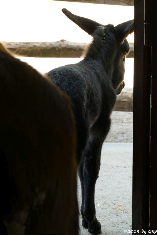 Poitou-Esel (Poitou-Risenesel), geb. 28.6.19