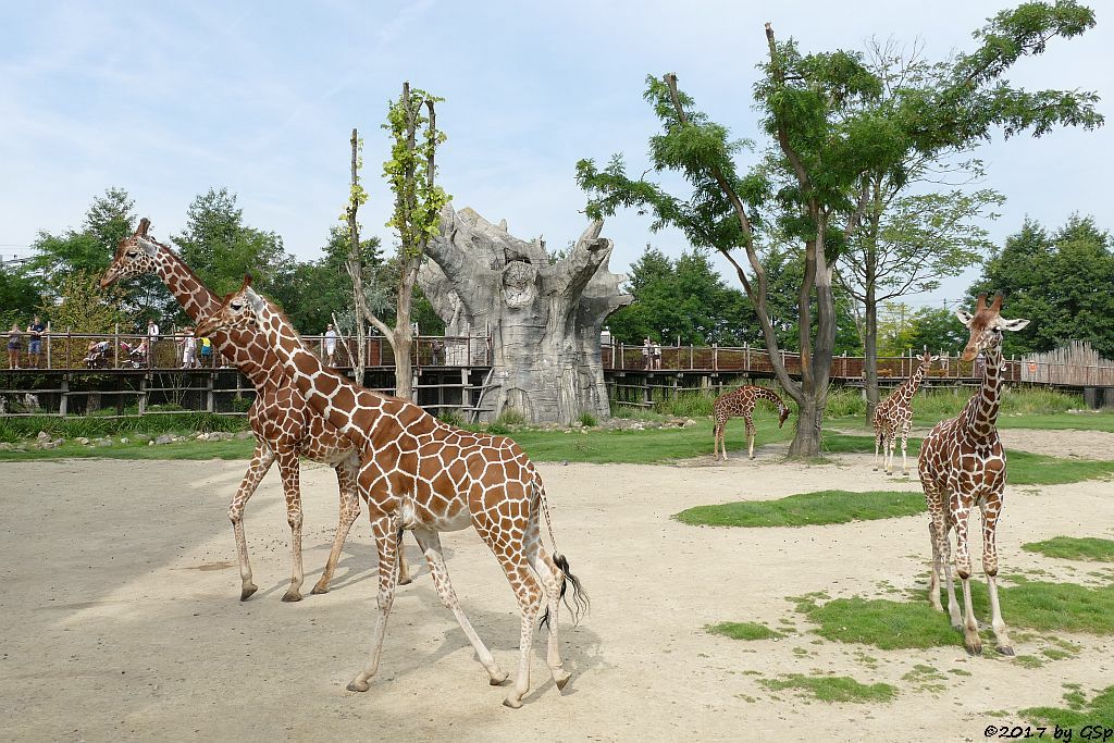 Netzgiraffe