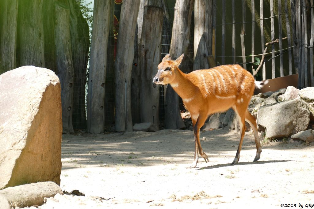 Westliche Sitatunga, geb. 16.05.19