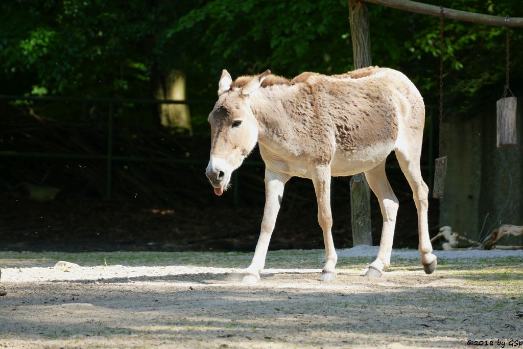 Kulan (Turkmenischer Halbesel)