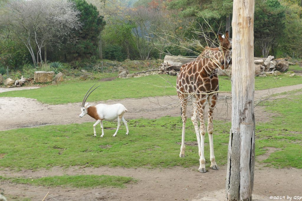 Säbelantilope, Rothschildgiraffe (Uganda-Giraffe, Baringo-Giraffe)