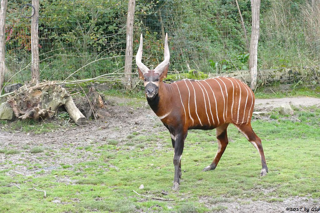 Östlicher Bongo (Kenia-Bongo, Bergbongo)