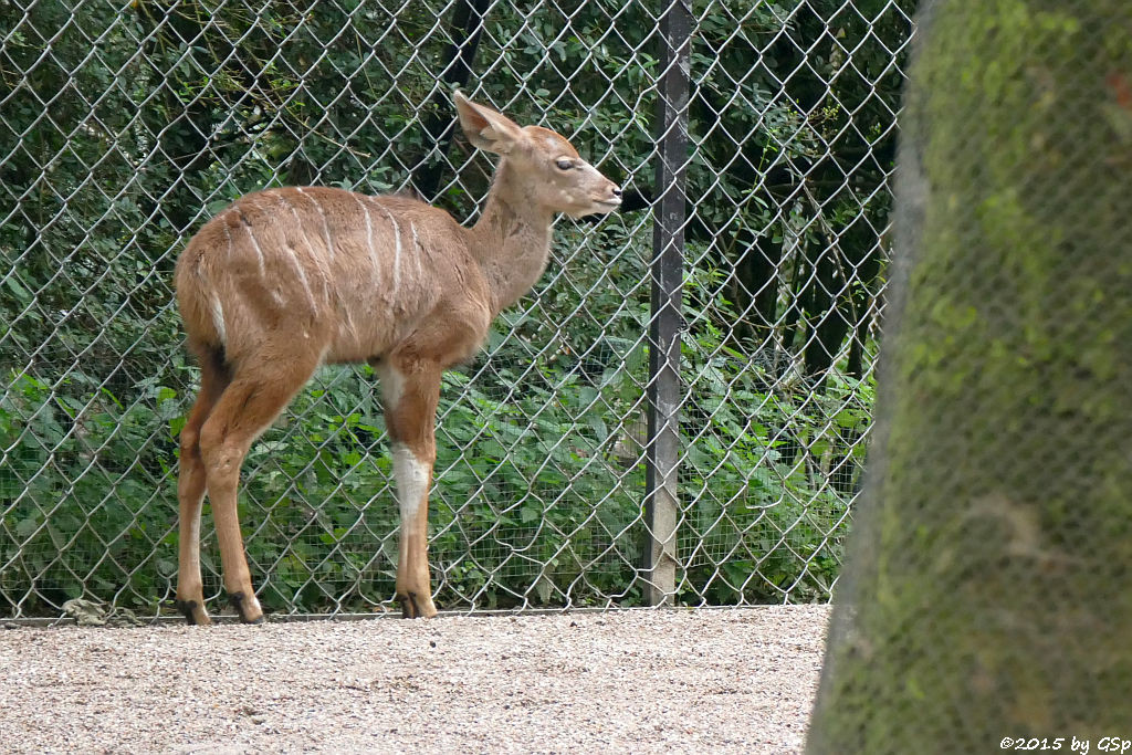 Großer Kudu