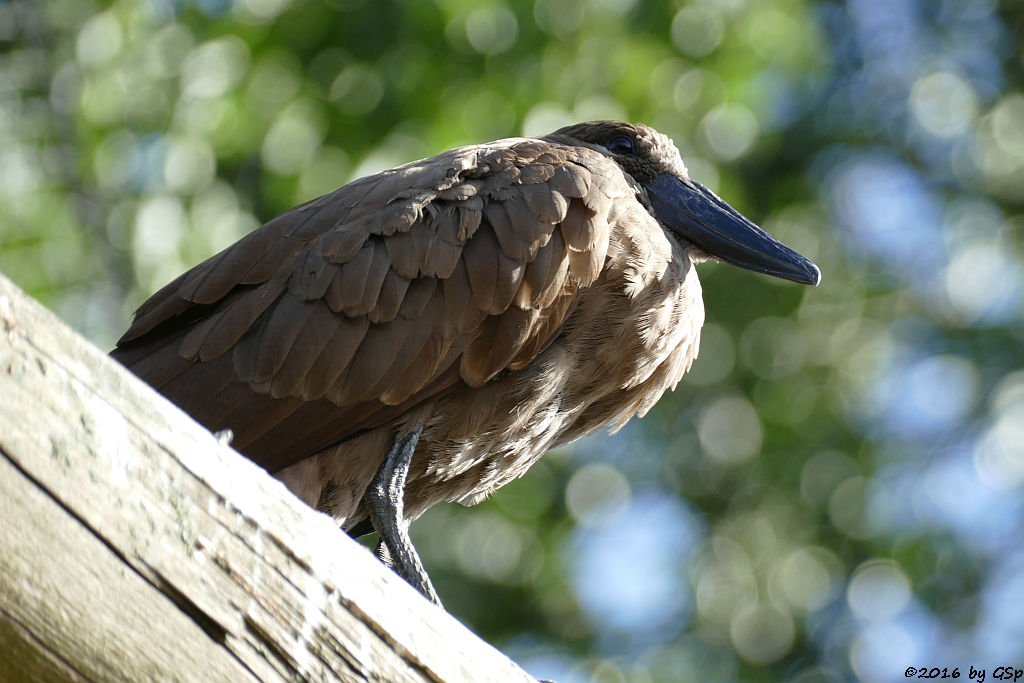 Hammerkopf (Schattenvogel)