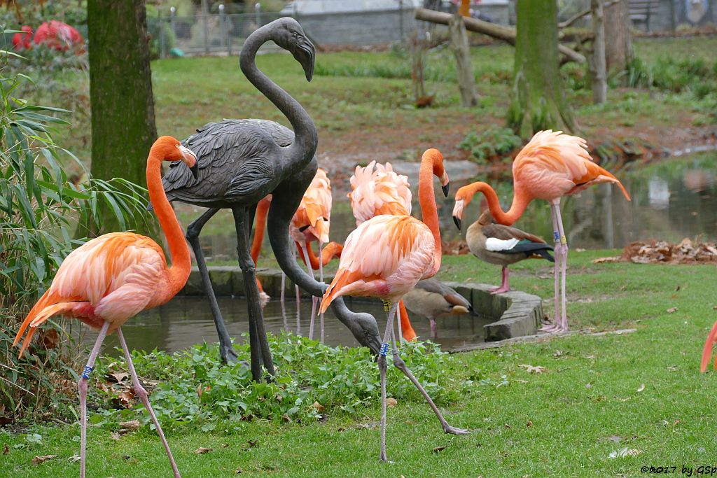 Kubaflamingo (Karibischer Flamingo, Roter Flamingo)