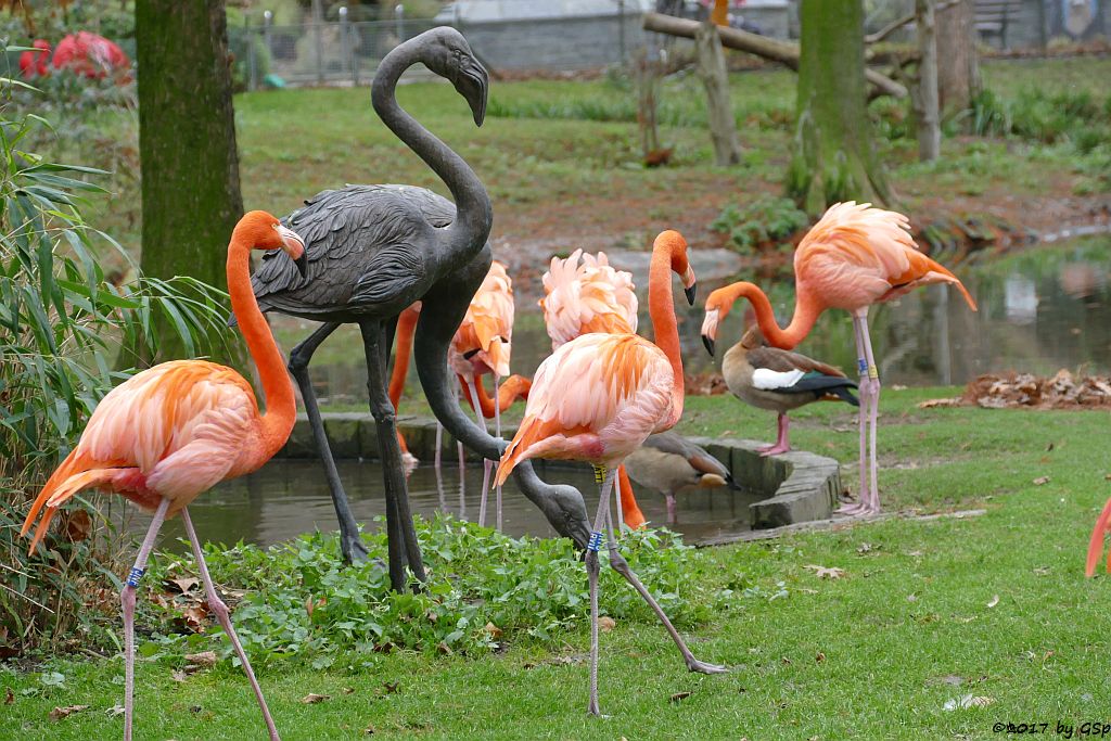 Kubaflamingo (Karibischer Flamingo, Roter Flamingo)