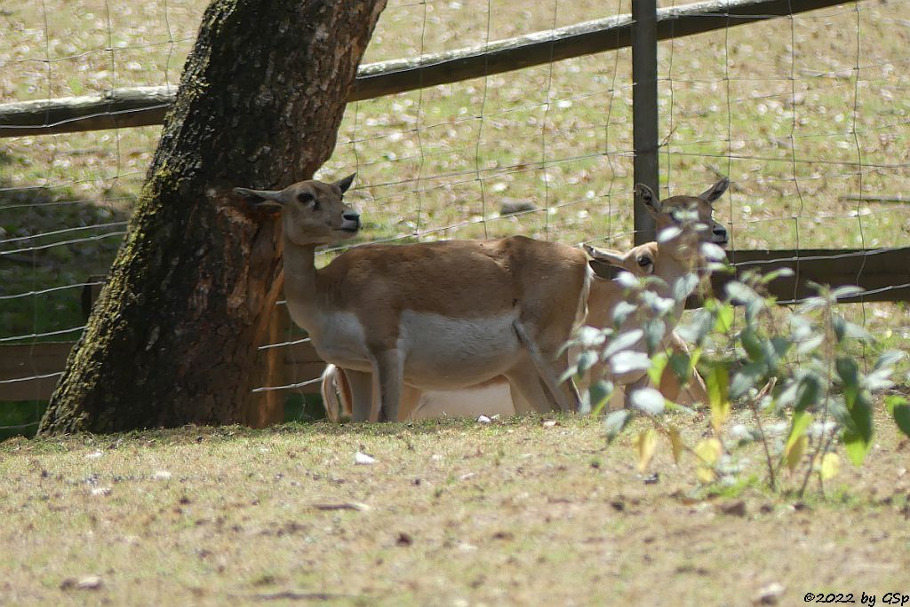 Hirschziegenantilope