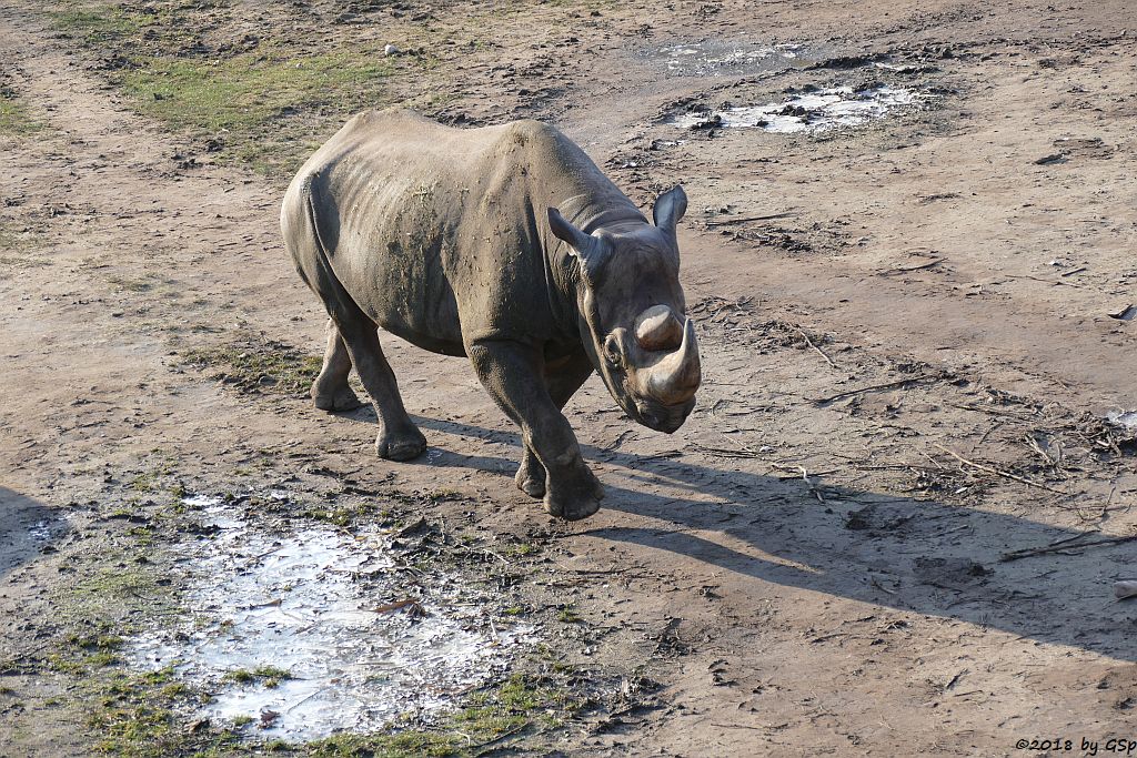 Spitzmaulnashorn (Spitzlippennashorn, Doppelnashorn)