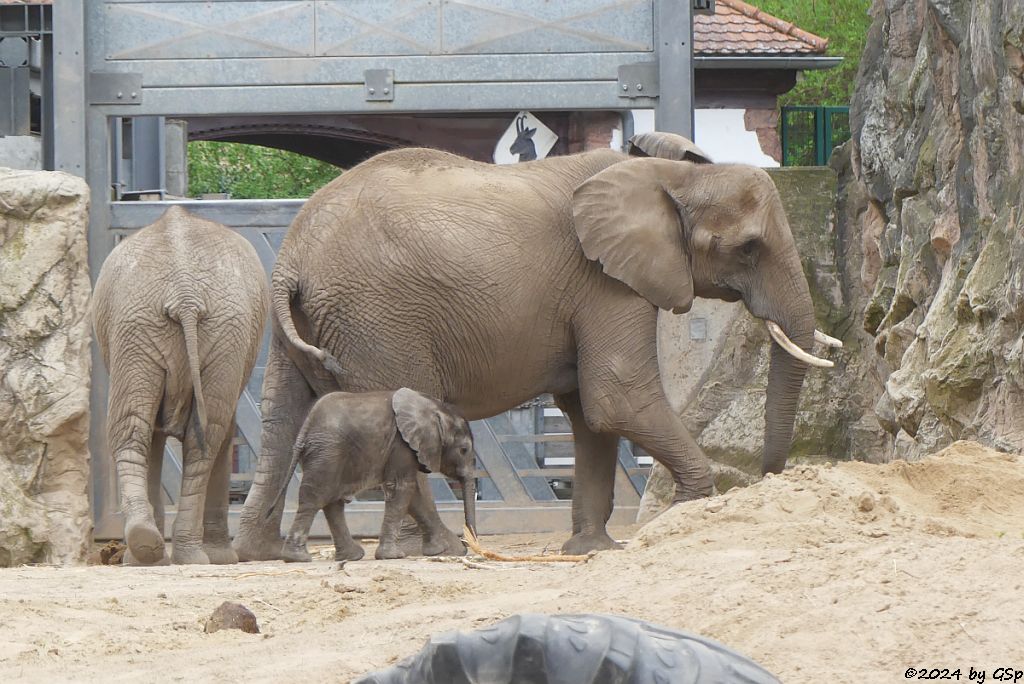 Elefanten Zoo Halle: TAMIKA, SIMON, TANA