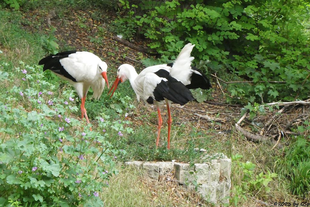 Weißstorch