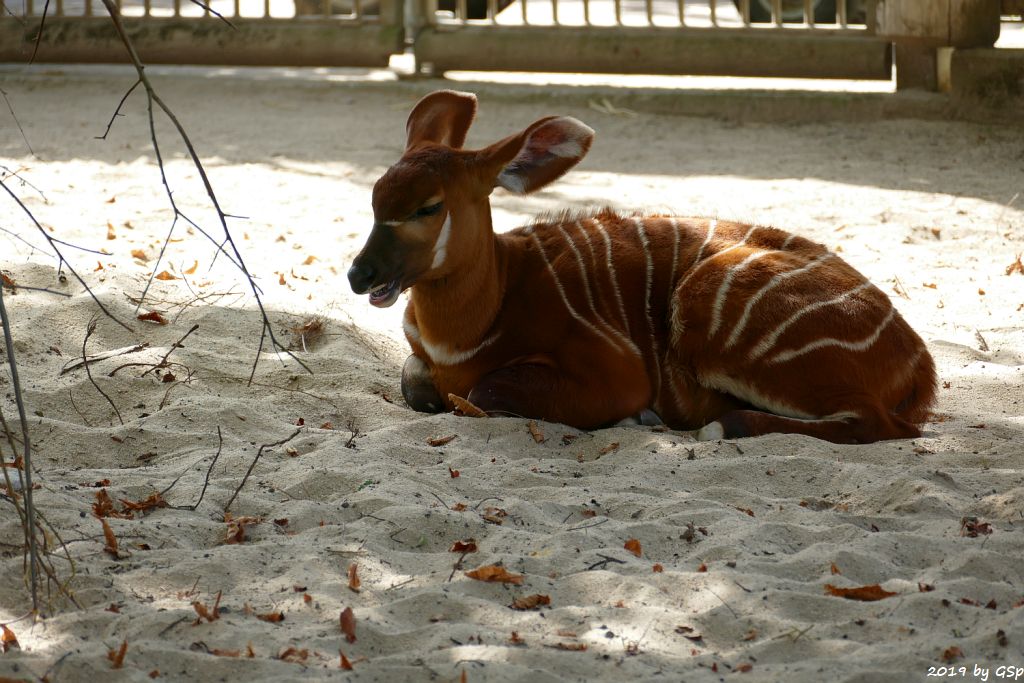 Östlicher Bongo (Kenia-Bongo, Bergbongo)