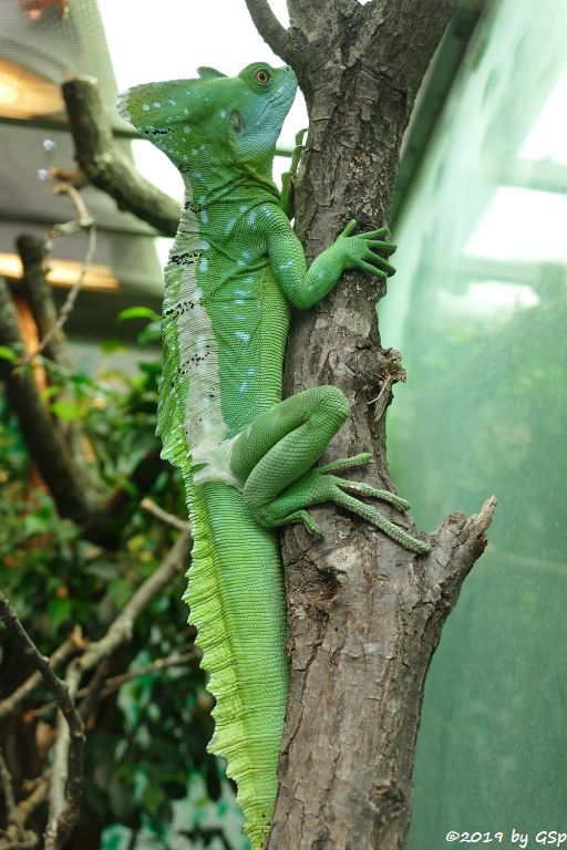 Stirnlappenbasilisk (Federbuschbasilisk)