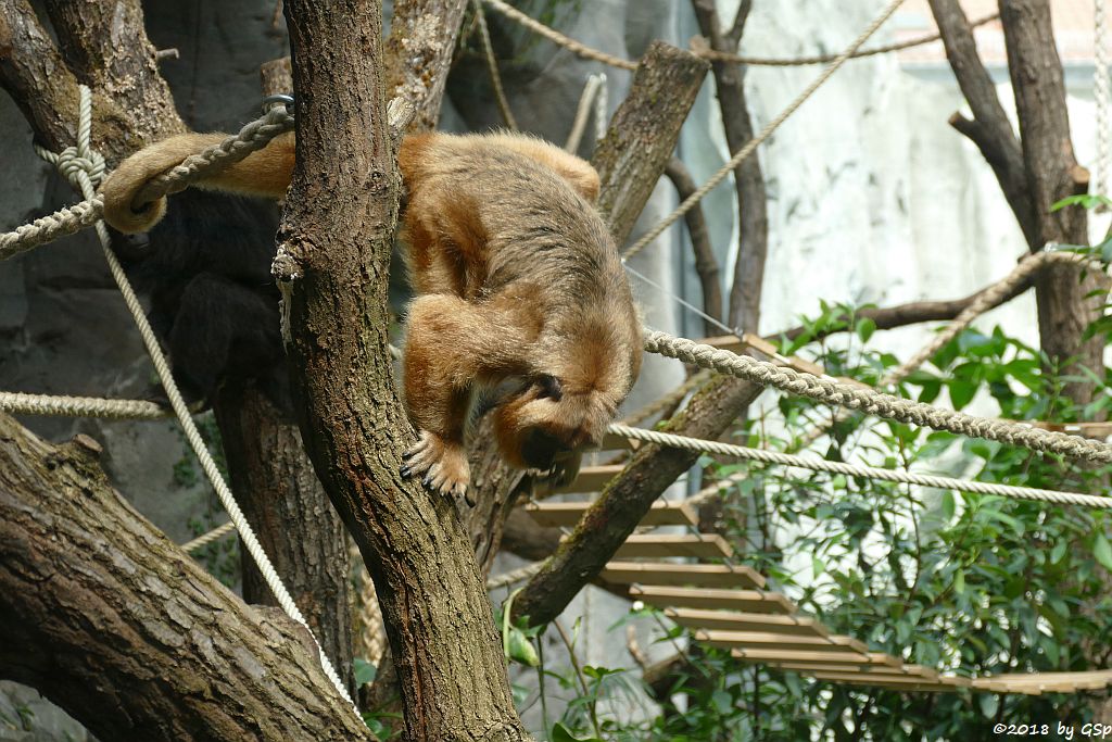 Schwarzer Brüllaffe